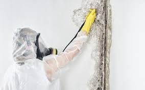 Best Post-Construction Mold Inspection  in Coal City, IL